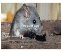 Rodent control Perth