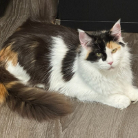 Bella Dolce Maine Coons